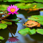 Express Photography Workshop